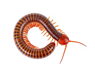 Top-down view of a segmented arthropod, curled on a clean white background. Body is striped and red-orange