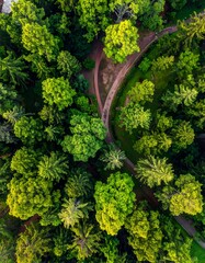 Aerial view of a lush, green forest with winding paths creating a natural parkland. Sunlight illuminates the treetops
