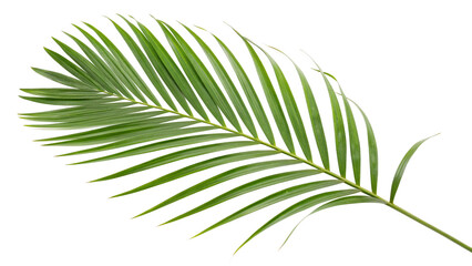 Obraz premium Green palm leaf close-up showcasing fine details and vibrant texture in natural light isolated on transparent background