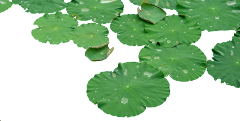 White water lily green leaves. Isolated waterlily or lotus leaf.  Nenuphars or water lily pads. 