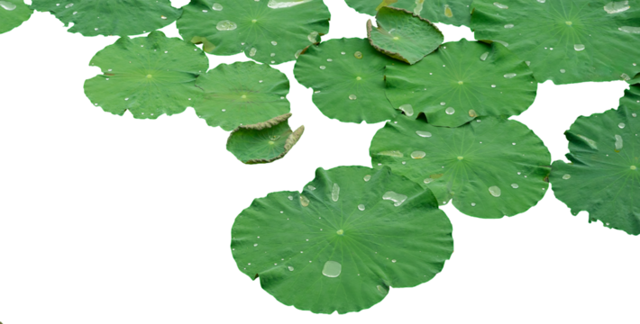 White water lily green leaves. Isolated waterlily or lotus leaf.  Nenuphars or water lily pads. 