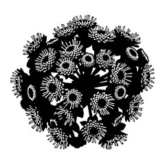 Black and white vector of Ageratum flower on white background