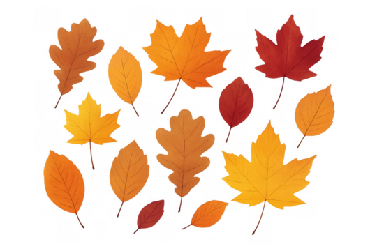 Autumn leaves in various shapes and warm fall colors like red, orange, and yellow, preparing for seasonal design projects