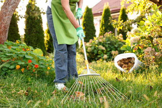 Woman gathering fallen leaves with fan rake on green lawn outdoors, closeup - Powered by Adobe