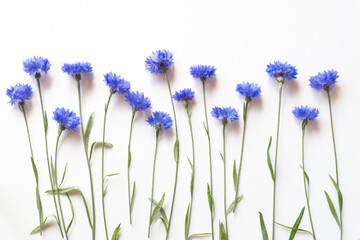 Beautiful blue cornflowers on a white background
