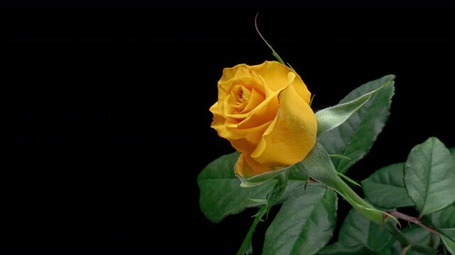 Beautiful opening yellow rose on black background. Holiday, love, birthday design backdrop. Bud closeup. Macro. 4K video timelapse