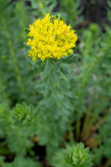 Golden root (Rhodiola rosea) bloom in the spring garden