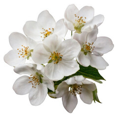 Obraz premium white flowers isolated on white and transparent background.