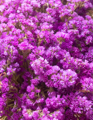 Many pink statice flowers (Limonium), floral background