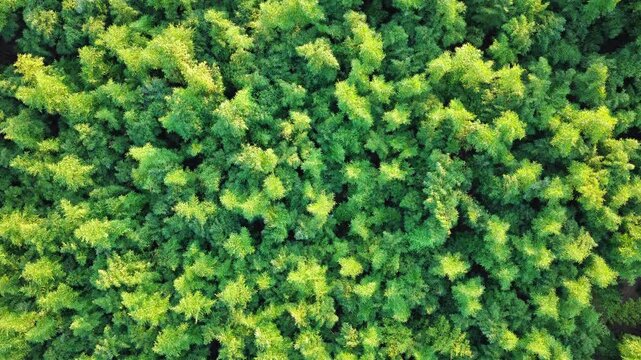 Aerial shot of a lush green bamboo forest natural landscape in the morning. Top view.