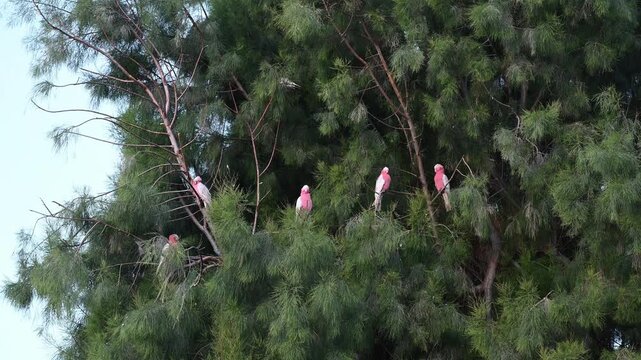 flock of pink Galahs, Eolophus roseicapilla, pink and grey cockatoo sitting in a Eucalypt tree in Exmouth near Ningaloo reef, a popular travel destination in West Australia.