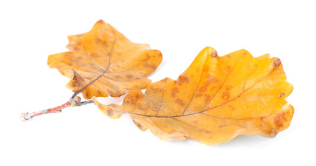 Branch with dry oak leaves isolated on white. Autumn season