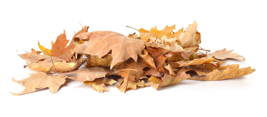 Pile of dry leaves isolated on white. Autumn season