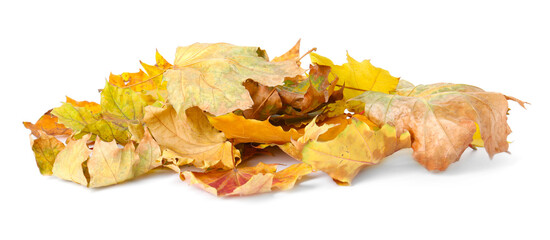 Pile of dry leaves isolated on white. Autumn season