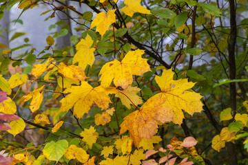 Linden (Tilia) Leaves Turning Yellow in Misty Autumn Forest