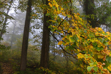 Linden (Tilia) Leaves Turning Yellow in Misty Autumn Forest