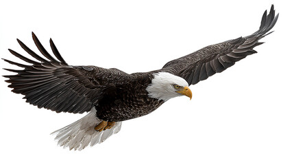 Obraz premium Isolated Bald Eagle Flying