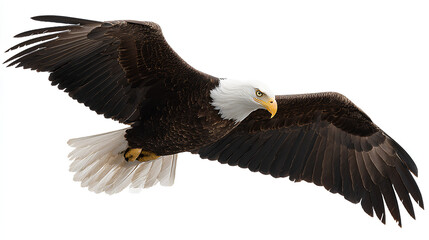 Fototapeta premium Isolated Bald Eagle Flying