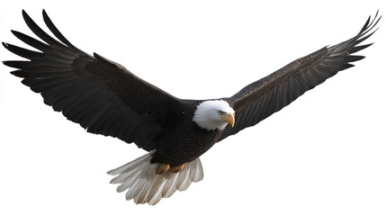 Fototapeta premium Isolated Bald Eagle Flying