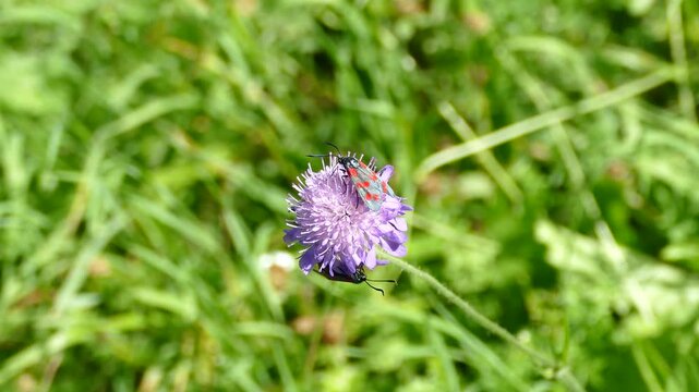 Six-spot Burnet (Zygaena filipendulae) moving around on a small scabious in Zurich, Switzerland