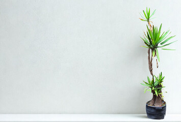 Tall green plant in dark vase against light wall