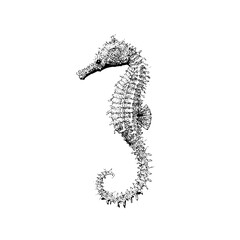 Detailed black and white drawing of a seahorse with intricate patterns on a white background image art © Tufail