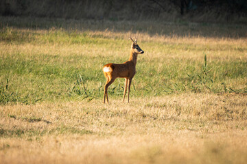 Roe buck standing in sunlit stubble meadow, alert profile