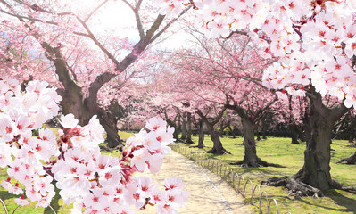 Cherry blossoming season in Japan. Alley with blooming sakura trees in garden, Okayama, Japan. Japanese hanami festival. Beautiful nature spring scene with strolling path and branch of blooming sakura