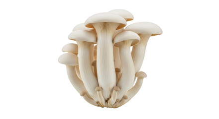 Isolated Shimeji mushrooms on display shows group of culinary edible tasty fungus food