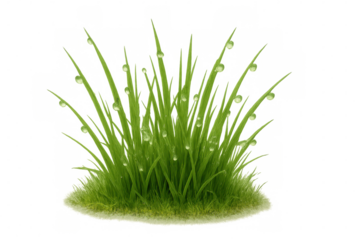 Green grass blades with water drops and morning dew, representing growth, freshness, and nature, isolated with a transparent background