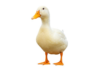 Isolated portrait of a domestic duck, a farm animal with yellow beak and webbed feet