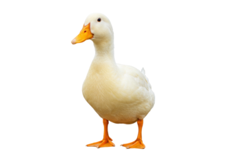 Isolated portrait of a domestic duck, a farm animal with yellow beak and webbed feet