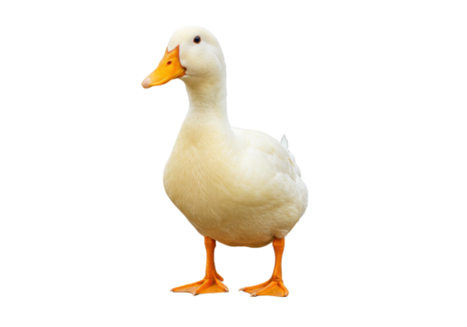 Isolated portrait of a domestic duck, a farm animal with yellow beak and webbed feet