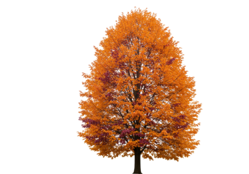Isolated autumn tree with golden and maroon leaves, a seasonal symbol of nature's beauty