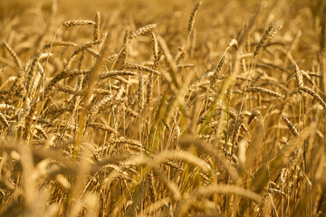 Fototapeta premium Closeup showing golden wheat stalks growing in field during harvest season, mature grain heads swaying in wind, agricultural crop ready for collection, rural farming landscape