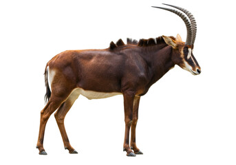 Isolated Sable Antelope stands alert, with long horns, and brown coloring with white underbelly