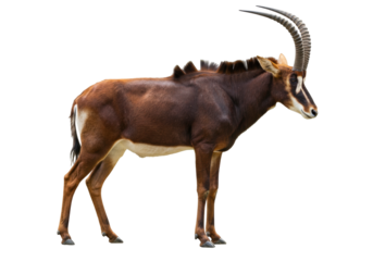 Isolated Sable Antelope stands alert, with long horns, and brown coloring with white underbelly