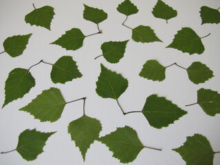 Pressed birch leaves on a white background
