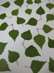 Pressed birch leaves on a white background