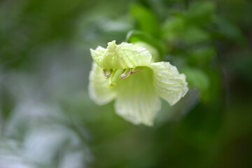 パルメンティエラ・アクレアタ