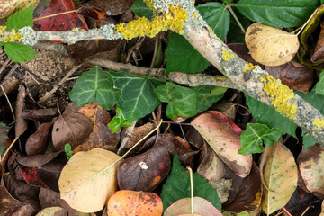 Colorful fallen leaves and green ivy under a lichen covered branch in an autumn forest floor scene.