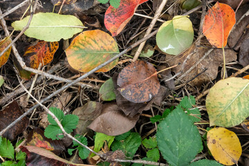 Colorful fallen leaves and green ivy in an autumn forest floor scene.