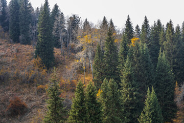 autumn forest in the mountains