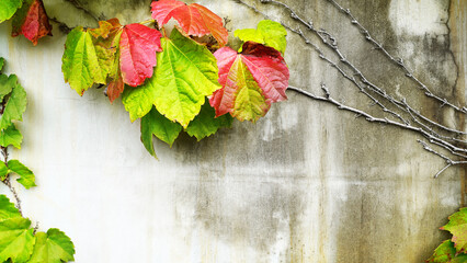 Colorful Autumn Ivy Leaves Changing on Weathered Old Wall