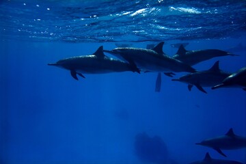 Wild Spinner Dolphins in Deep Blue Ocean,