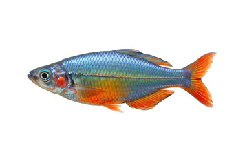 Isolated rainbowfish Melanotaenia lacustris, freshwater fish with red orange and blue color