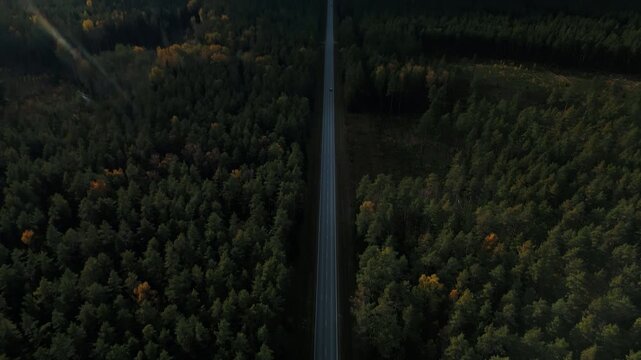 Deep green forest adventure featuring ranger vehicle through dense wilderness for safety