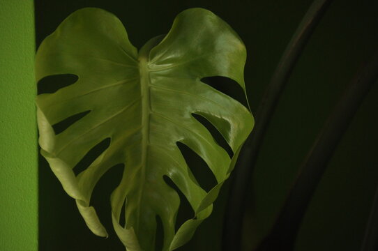 Heart-shaped green leaf showing rich texture against a vibrant green background - Powered by Adobe
