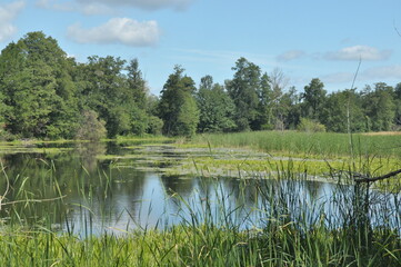 Serene lakeside view showcasing lush greenery and reflections on calm water in a natural setting