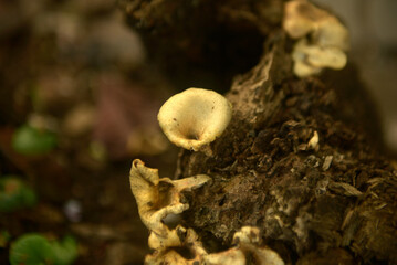 Grebe Mushroom old death tree trunk